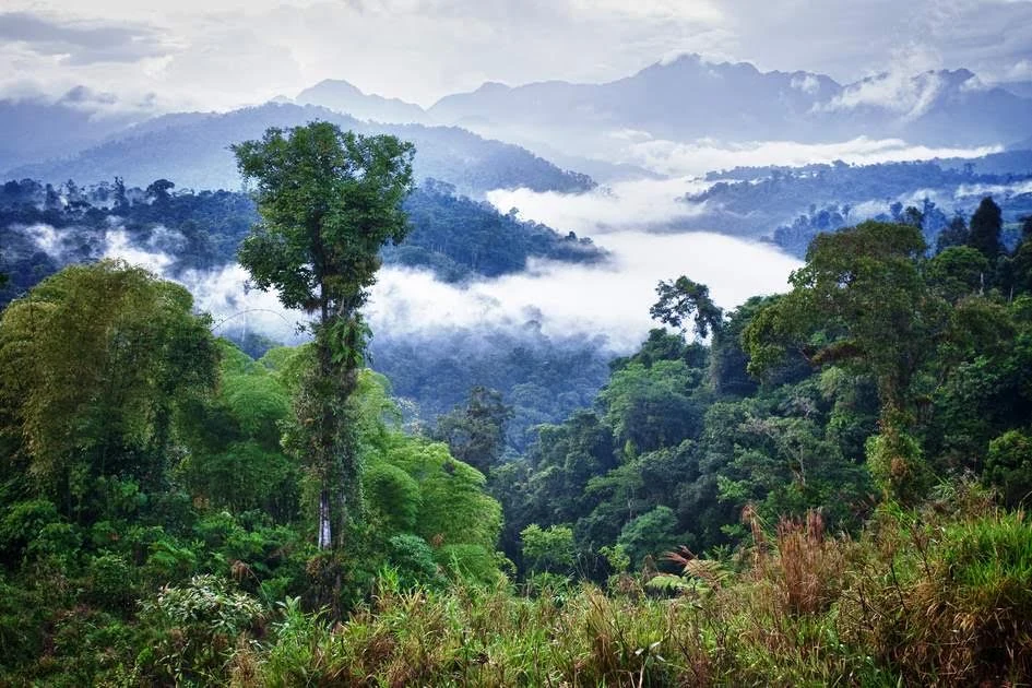 Paysage de Toquilla en Équateur